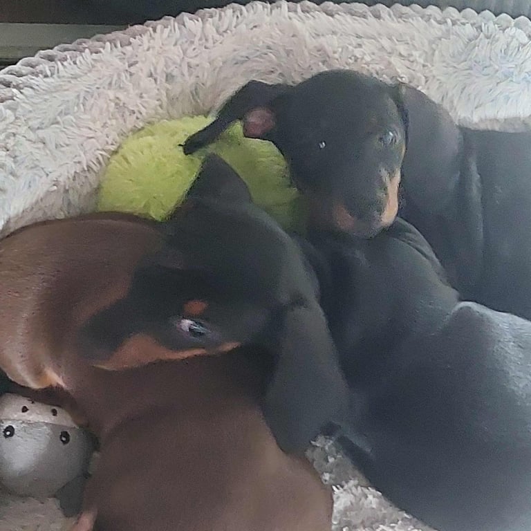 image for Dashound puppies for sale