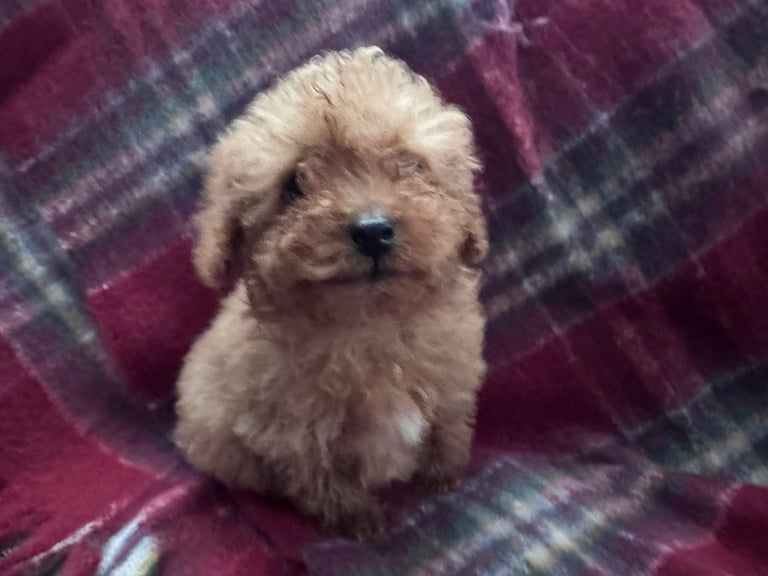 Red KC Registered T.Cup Poodle puppy. Ready now