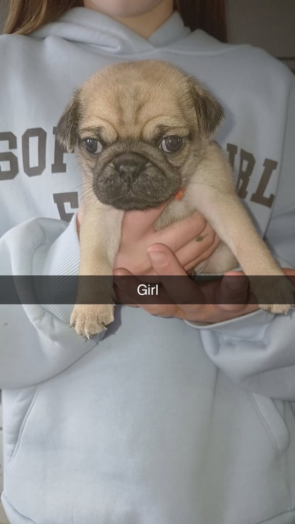 Pug puppies 
