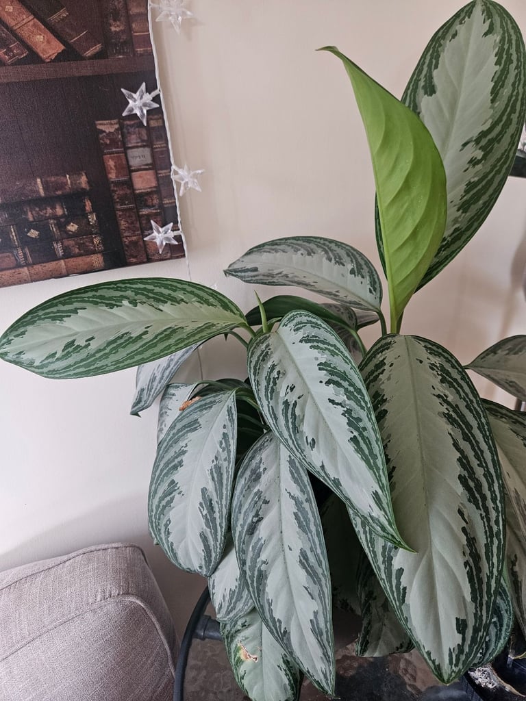 Aglaonema Silver Bay