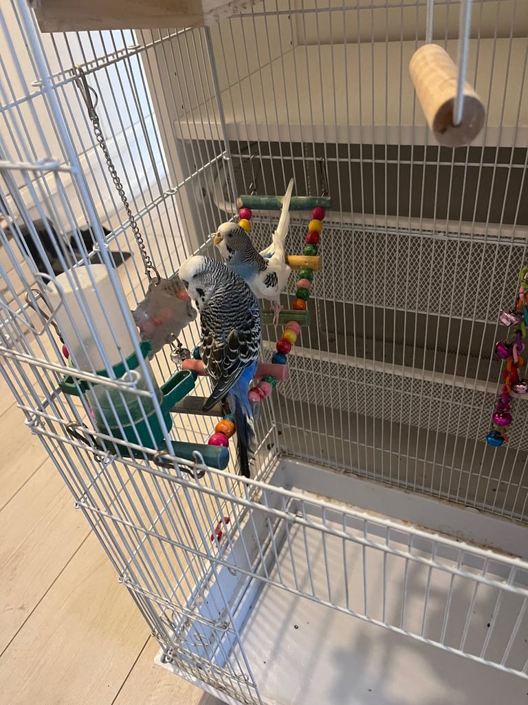 Pair of Budgies 