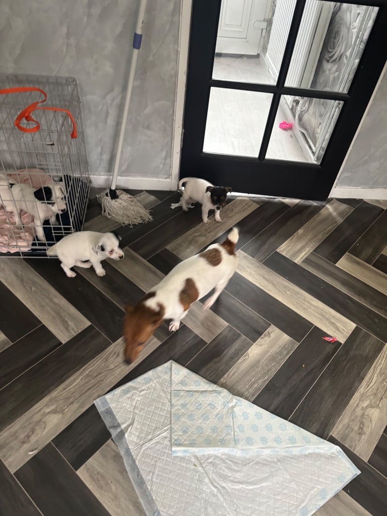 Jack Russell puppys 