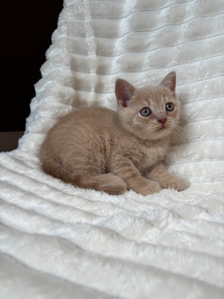 GCCF BRITISH SHORTHAIR & BRITISH LONGHAIR KITTENS