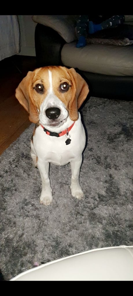 5 year old beagle
