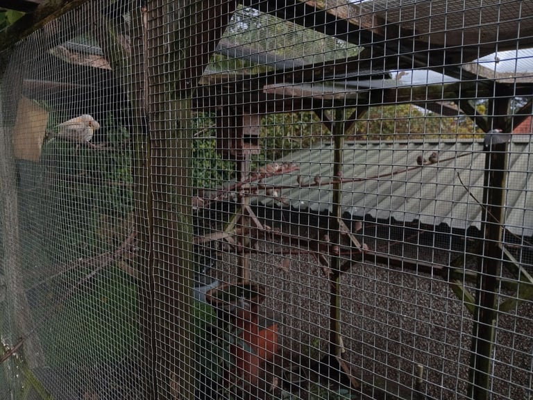 18 x 6 aviary with 6 x 3 porch