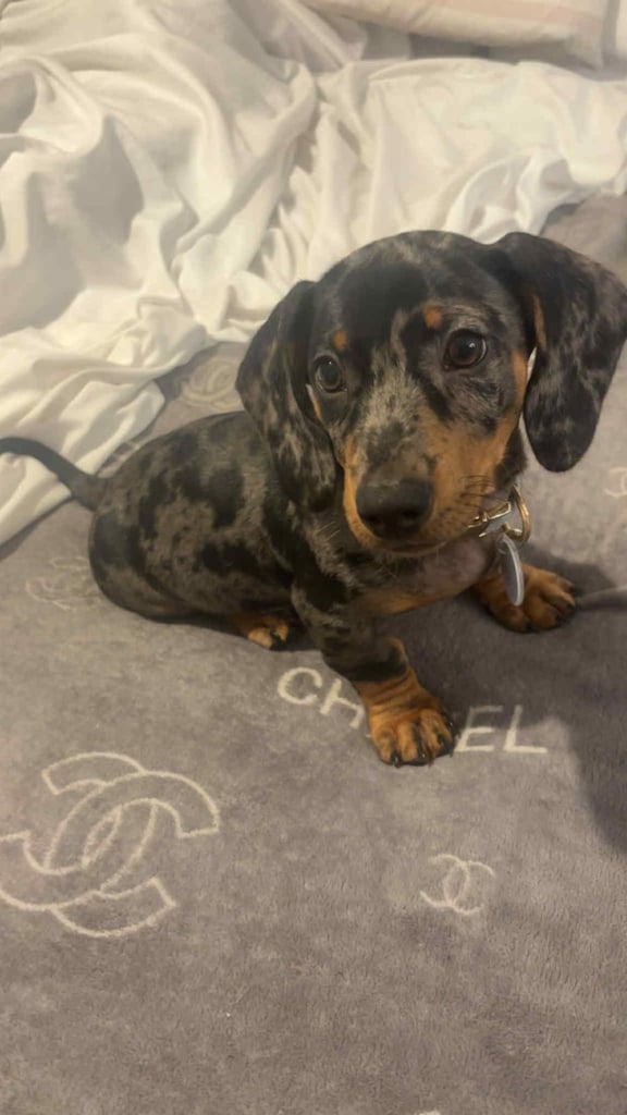 13 week old minutre dachshund 