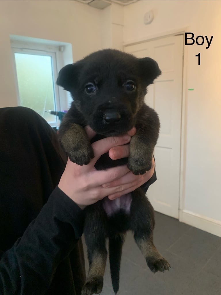 Pups for sale 