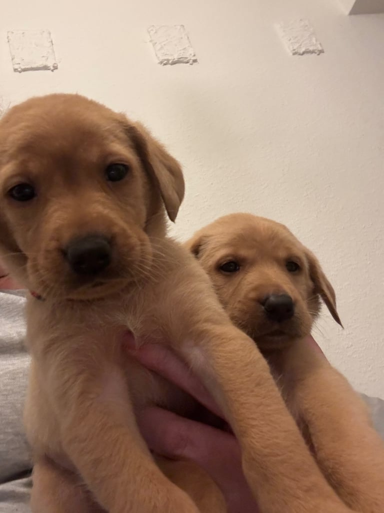 Red fox Labrador puppies for sale 