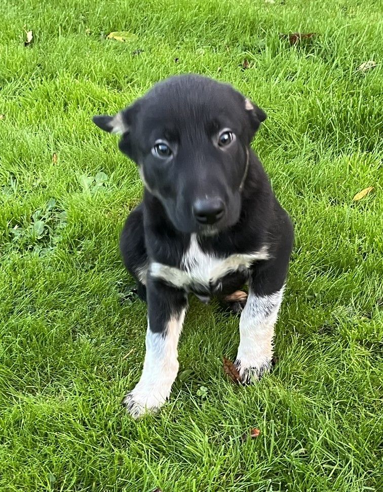 image for Border Collie x Kelpie Puppies 9 Weeks Old