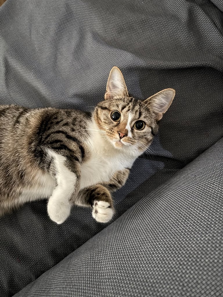 Cat for sale