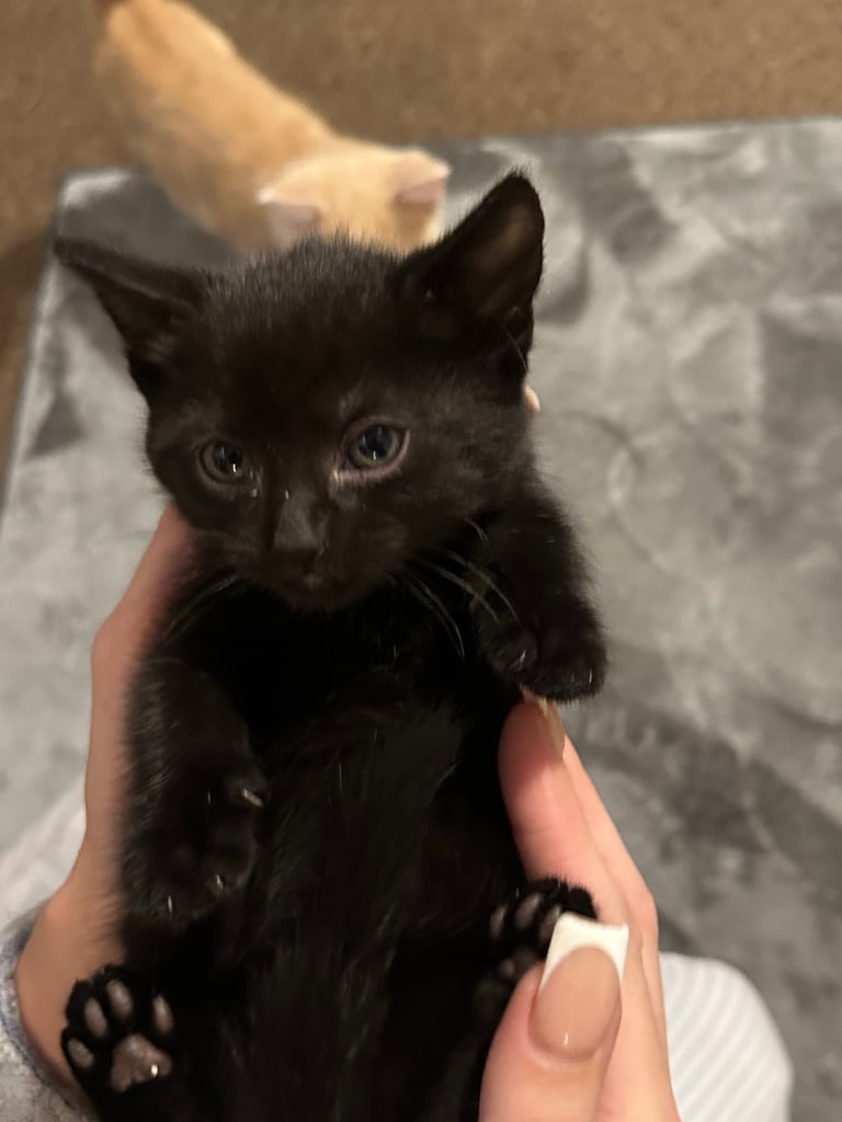 Kittens 