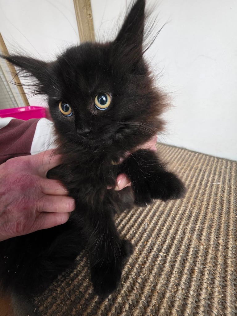 Polydactl maine coone kittens 
