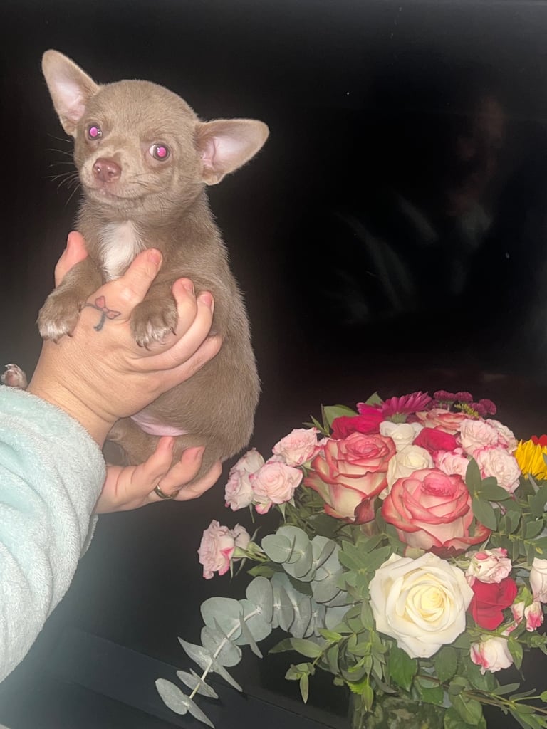 Chihuahua puppy’s 