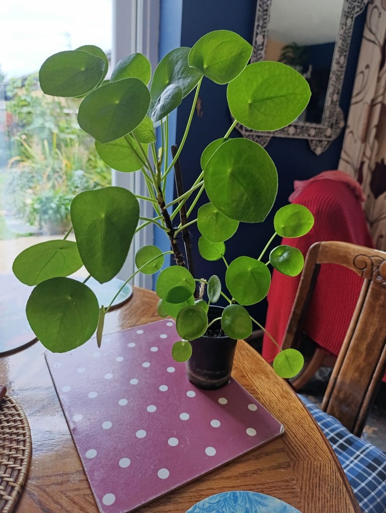 image for Chinese money plant (3 plants in one pot)