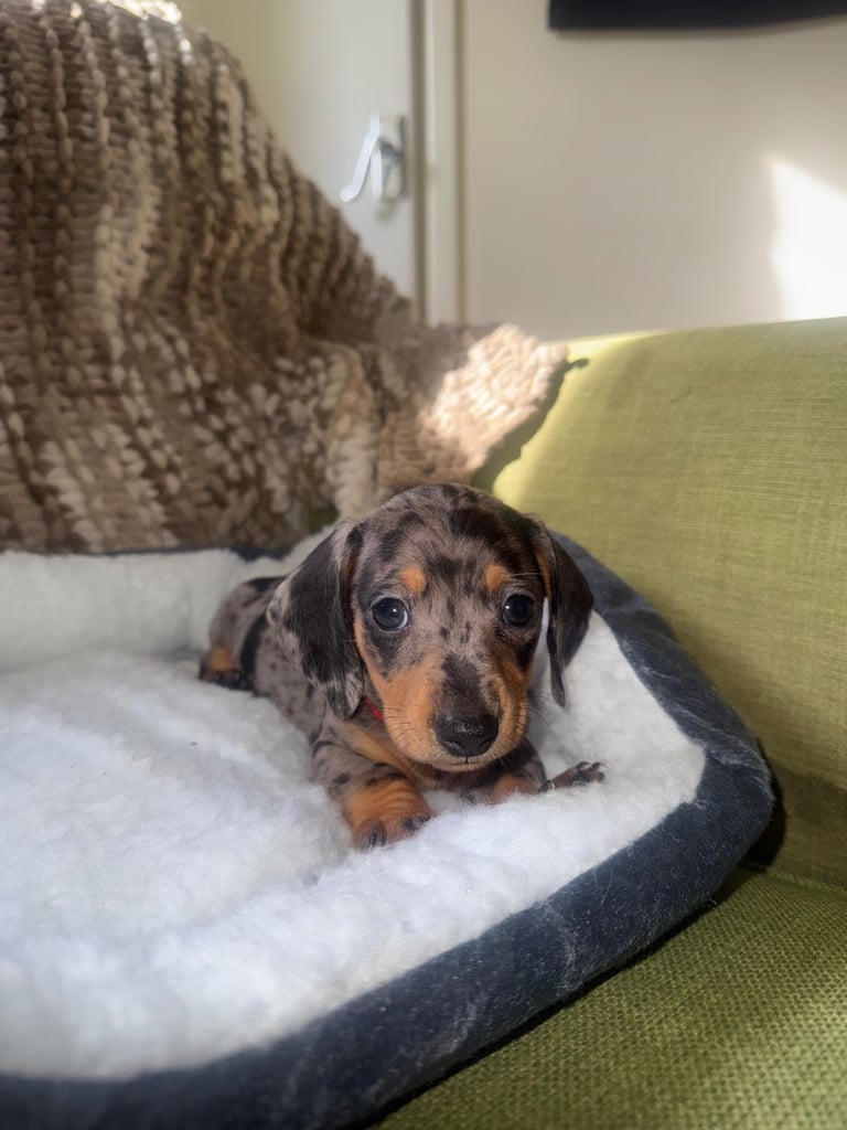 Ready to go! 1 boy left Miniature dachshunds puppies 