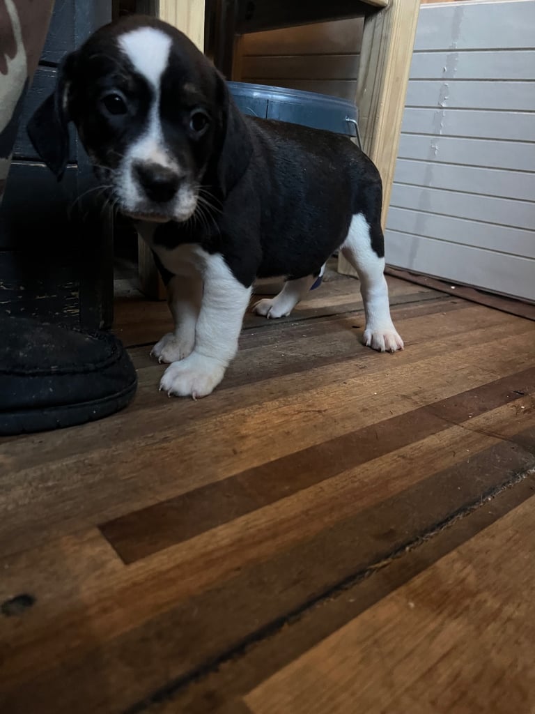 Old Tyme English Bulldog x Sproodle Puppy - Girl