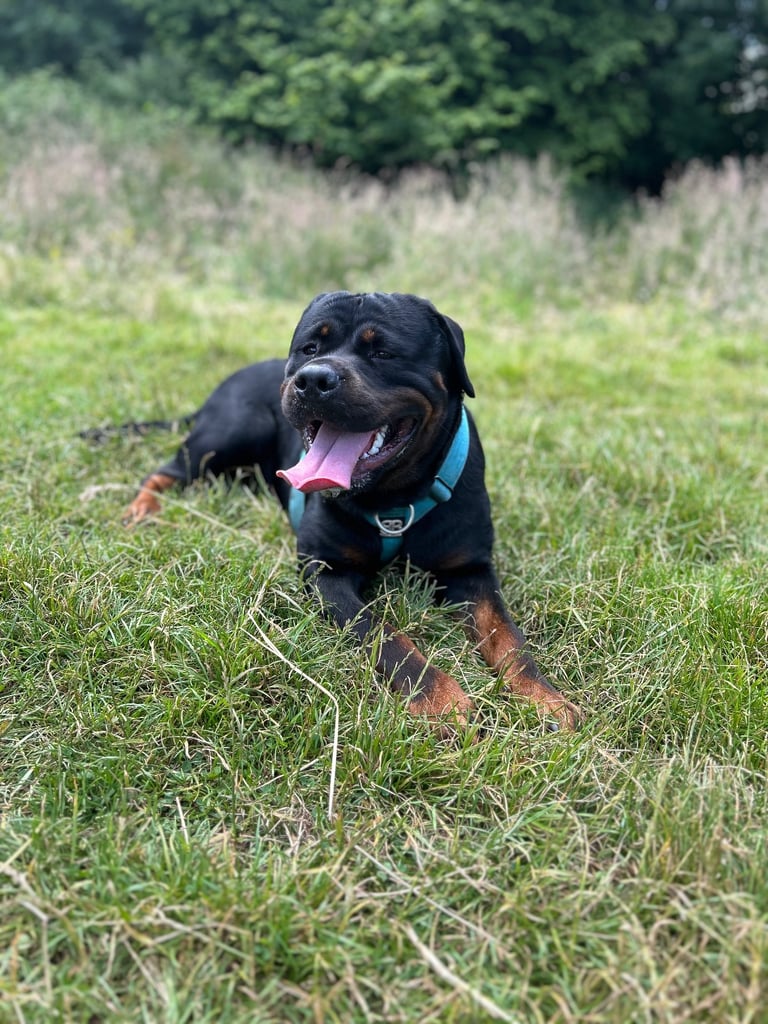 Rusty the Rottweiler 