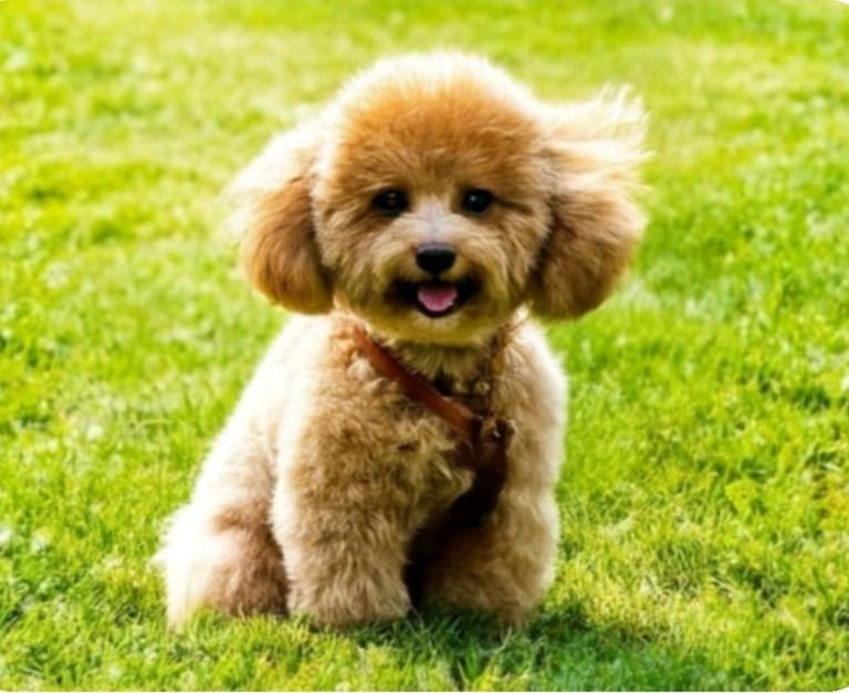 Maltipoo puppies 