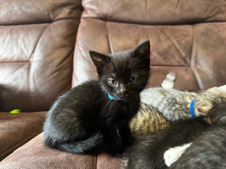 British short hair kittens 