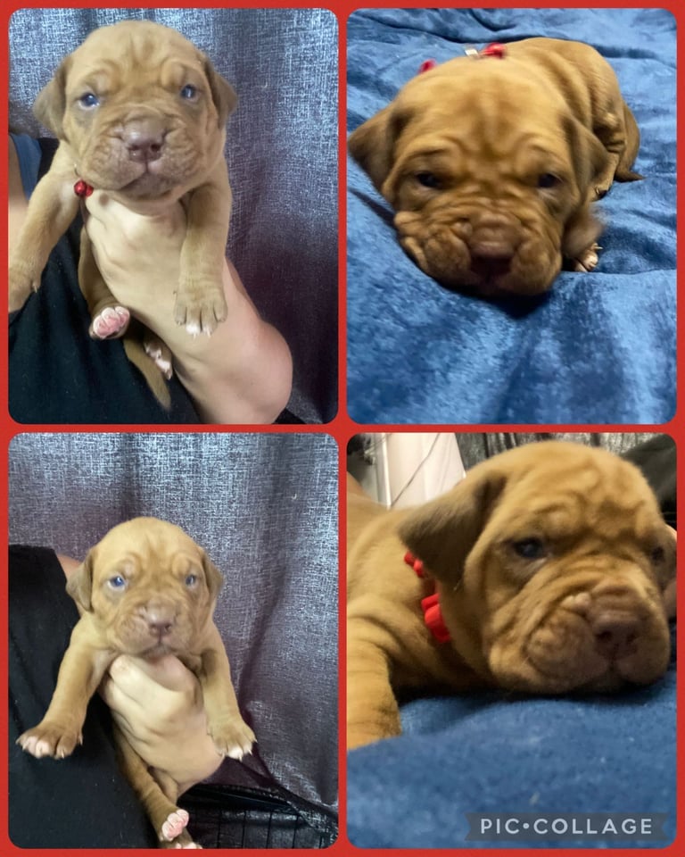 Staffie x Dogue de bordeaux puppies
