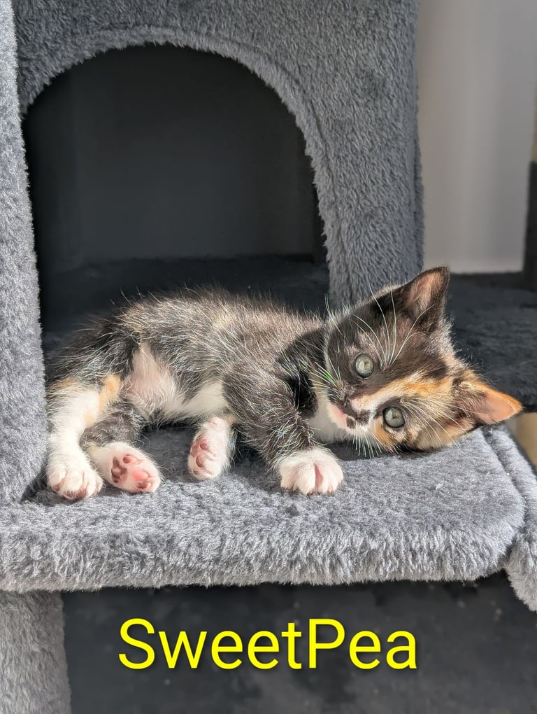 6 Beautiful Kittens - ONE AVAILABLE 