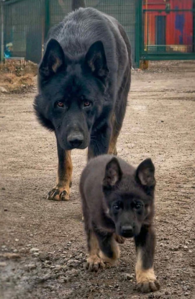 Kc reg Czech working line gsd puppies 