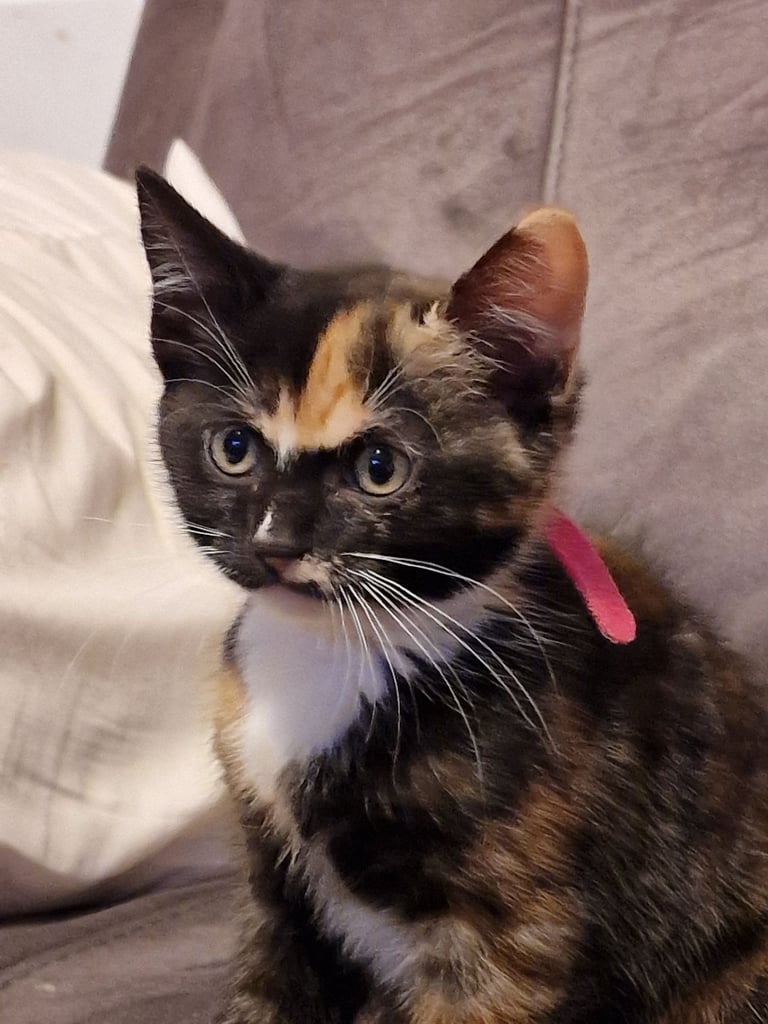 7  beautiful female kittens ready for forever home now 
