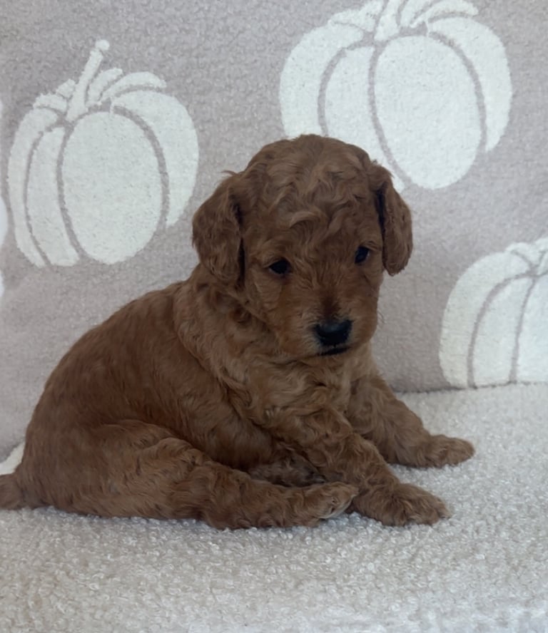 Beautiful f1b cockapoo puppies 