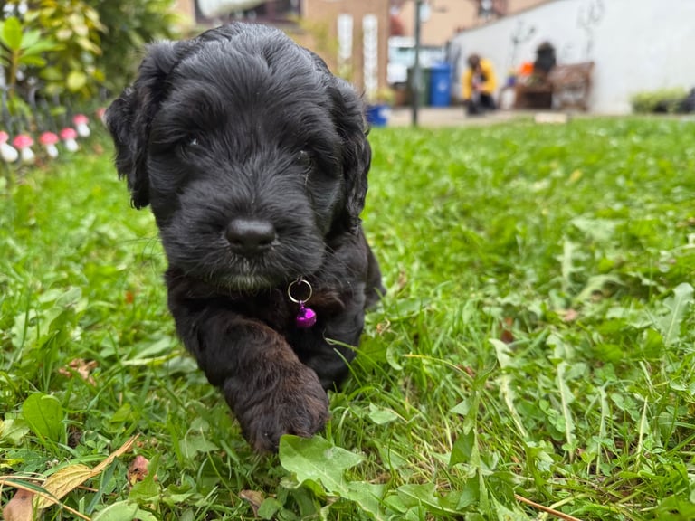 Cockapoo Girl Puppy F1 : 6weeks Old