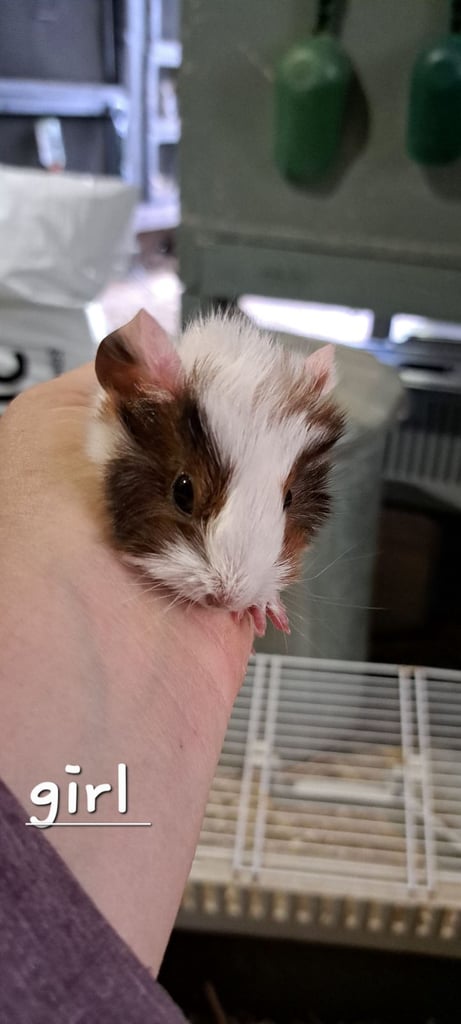 image for Baby female guinea pigs for sale 