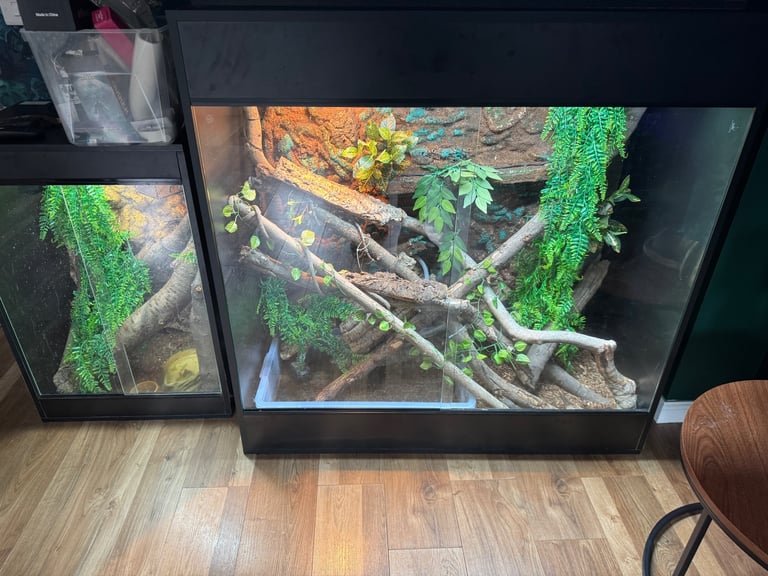 Female Basilisk Lizard