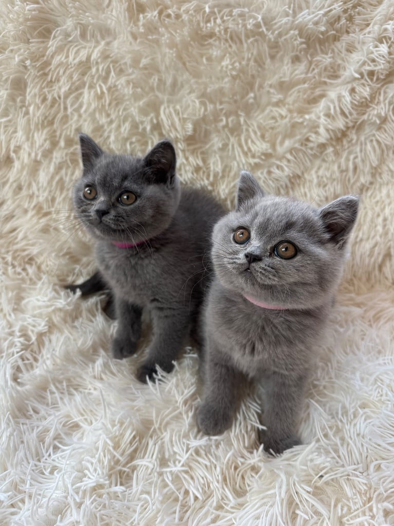 Cats Kittens for Sale in York, North Yorkshire Gumtree