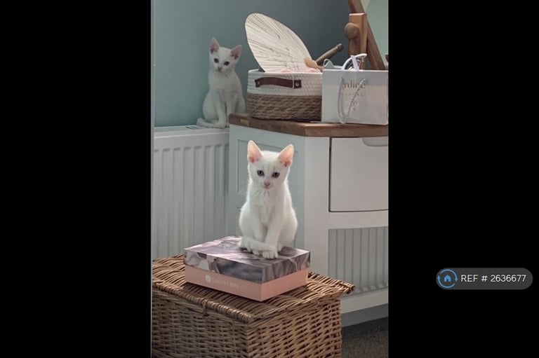 1 bedroom in Chartwell, Luton, LU2 (#2636677)