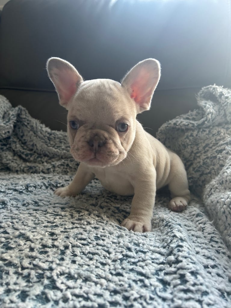 image for French bulldog puppies 