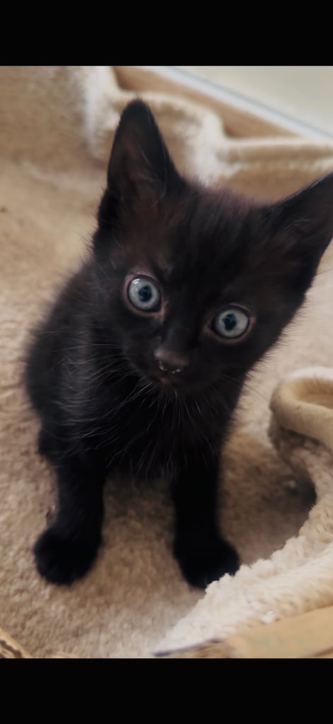 4 beautiful kittens ready to leave 