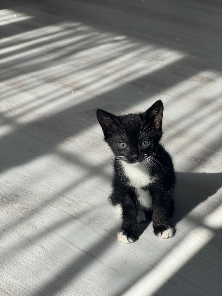 2 female kittens for sale