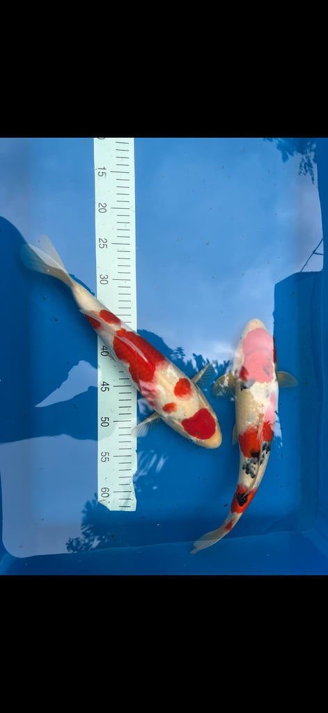 koi fish sale