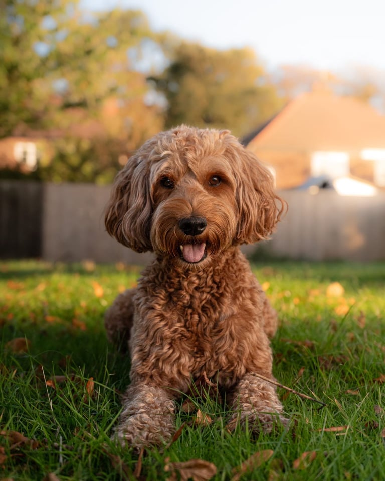 Golden doodles F1bb puppies hypoallergenic and malting