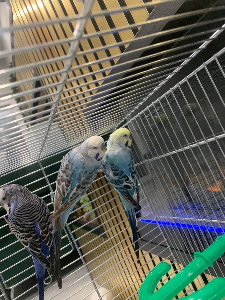 4 Budgies and cage 