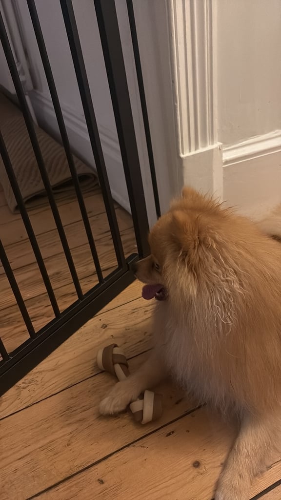 Adorable Orange 13 month Pomeranian