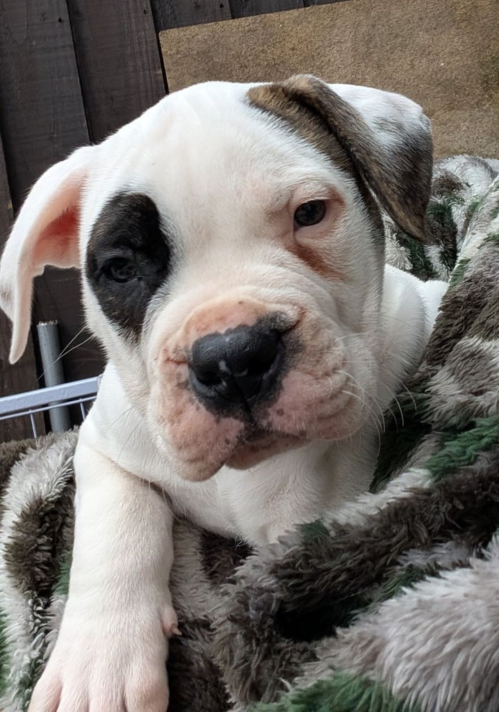 American for dogs Dogs Puppies for Sale Gumtree