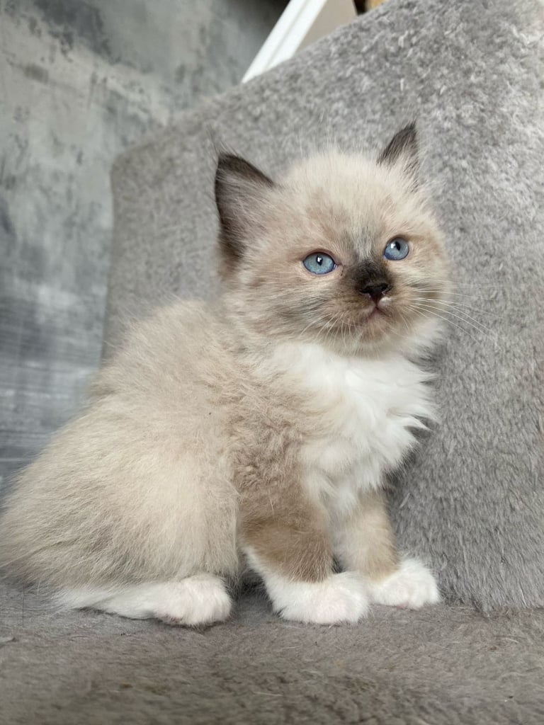 5 gorgeous ragdoll kittens 