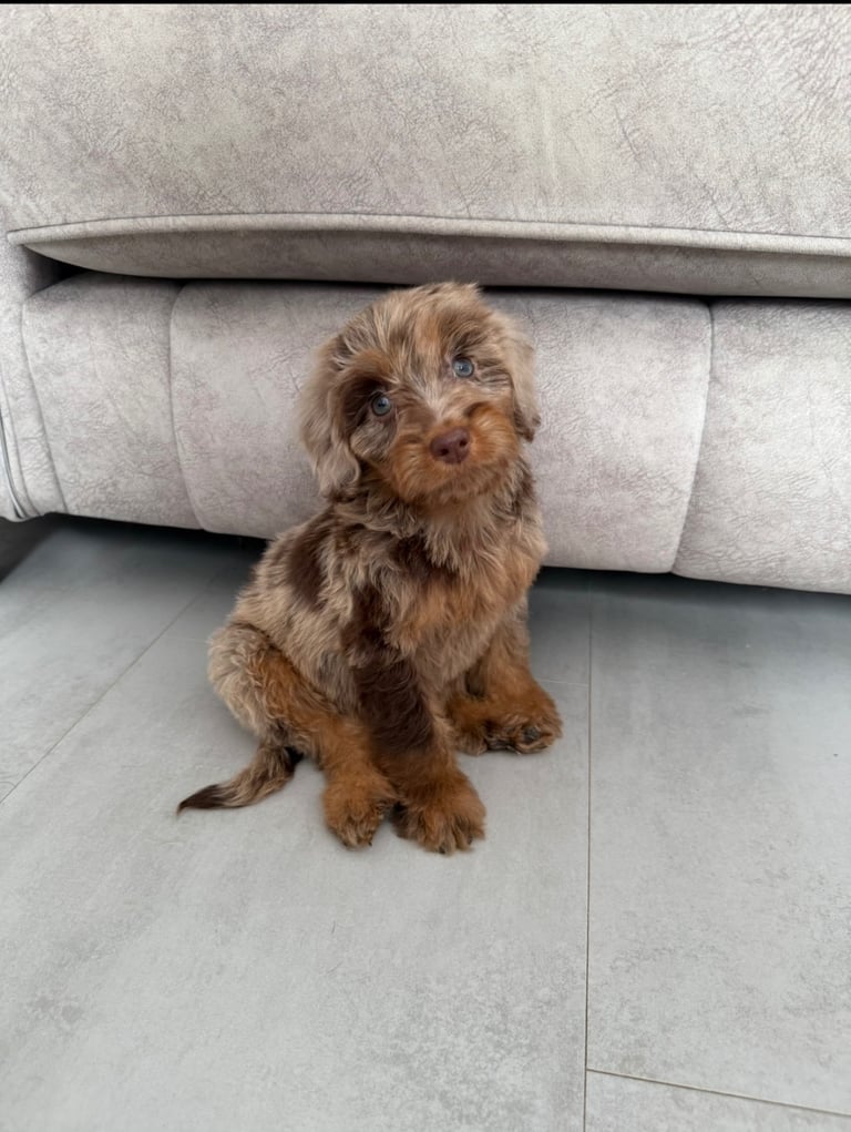 RESERVED 🩷 F1 Female Chocolate Merle Cockapoo Puppy