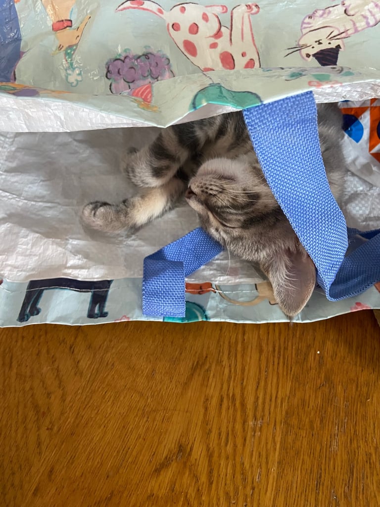 Stunning grey tabby kitten