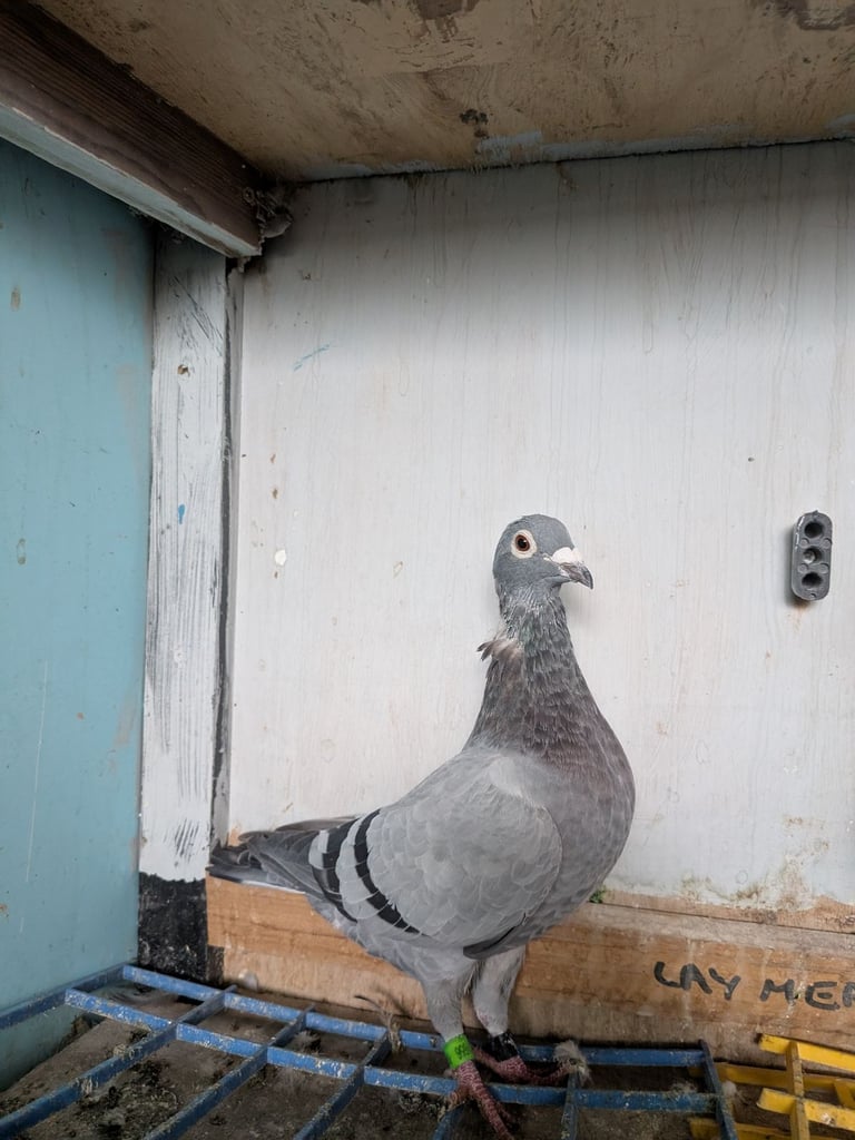 Pigeons for sale