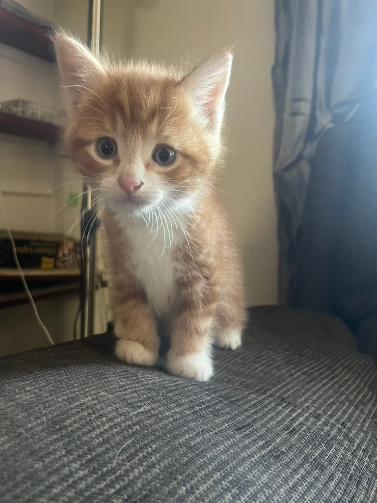 1 dark Ginger Male kitten