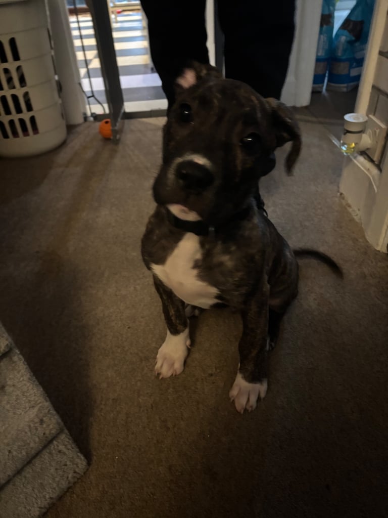 URGENT 11 week old presa conario 