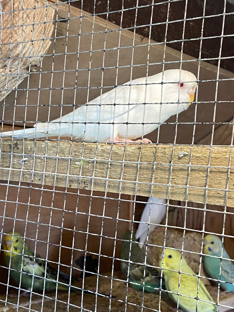 Baby budgies