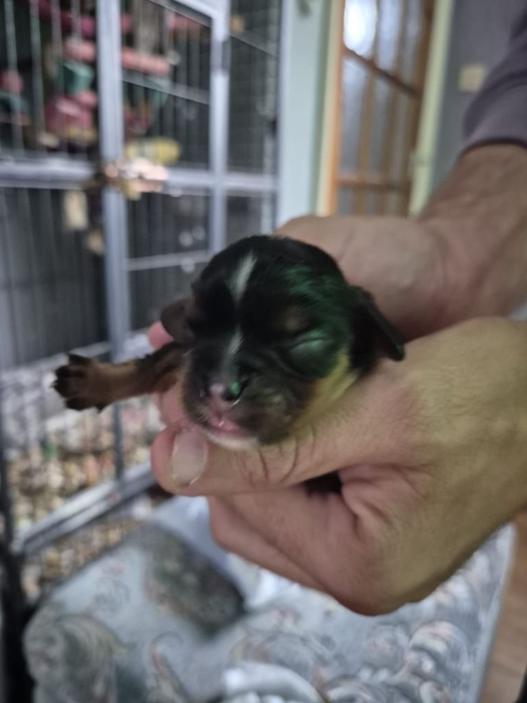 1 Cute Cavalier King Charles Puppy