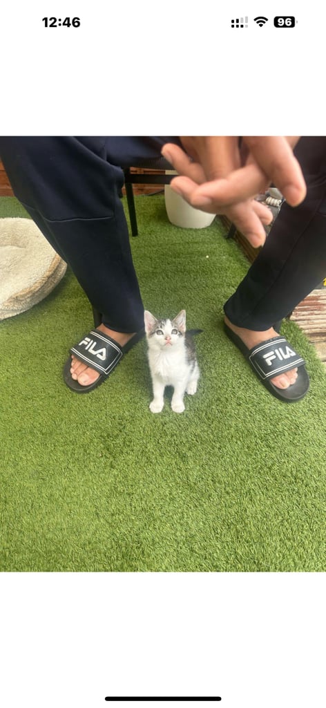 Beautiful Female Kitten 12 weeks old 